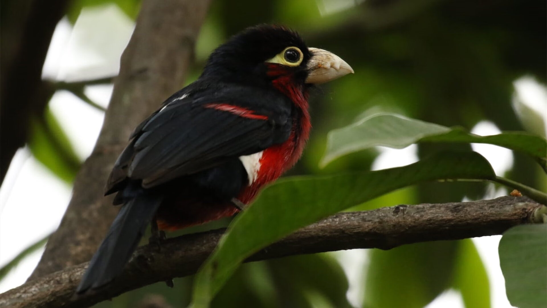 开云体育登录-教科书级掌控力，欧文在对阵灰熊之战中重新定义进攻艺术