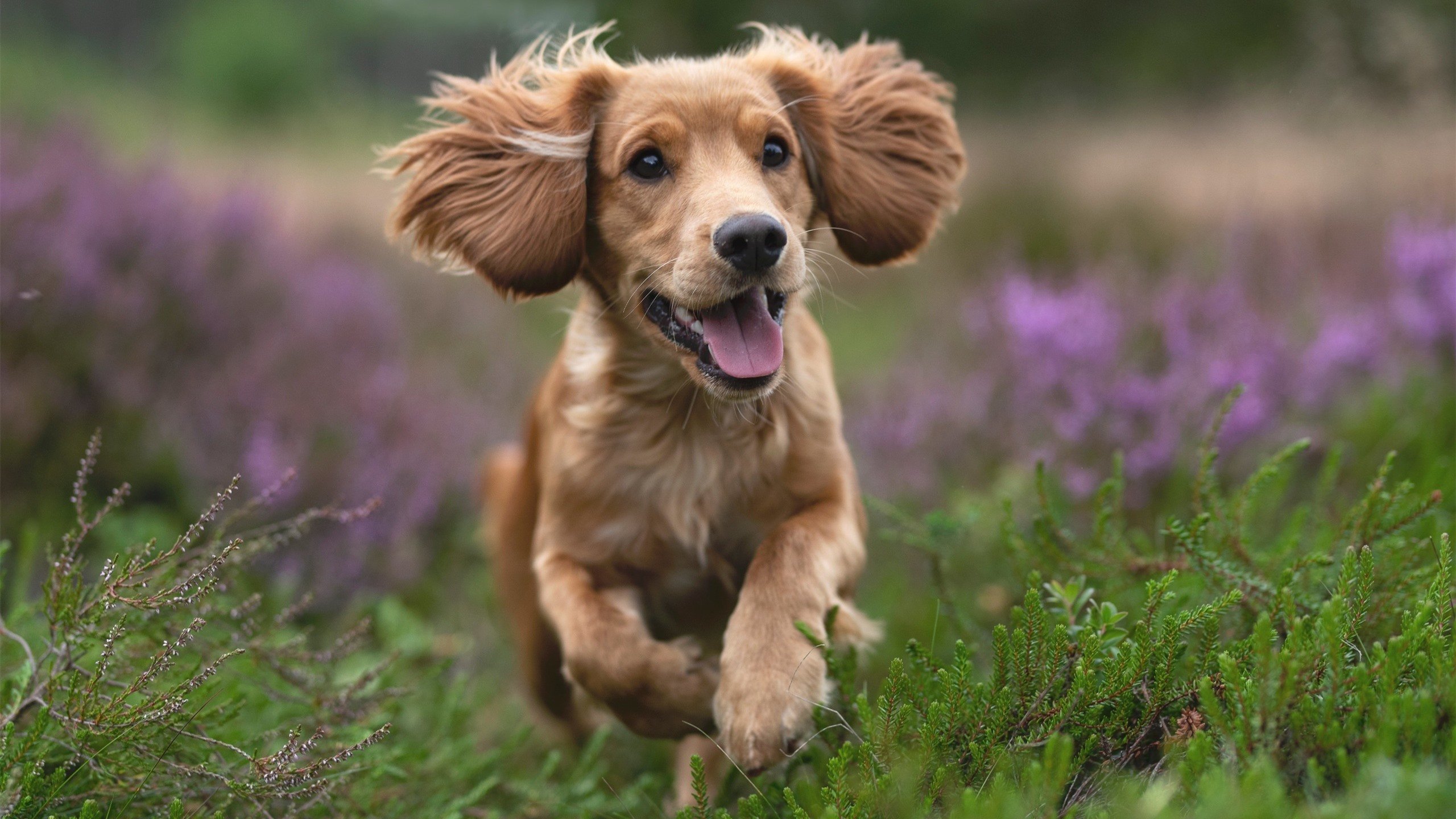 广东队得分潮压制开拓者，爱德华兹狂飙带队逆转取胜