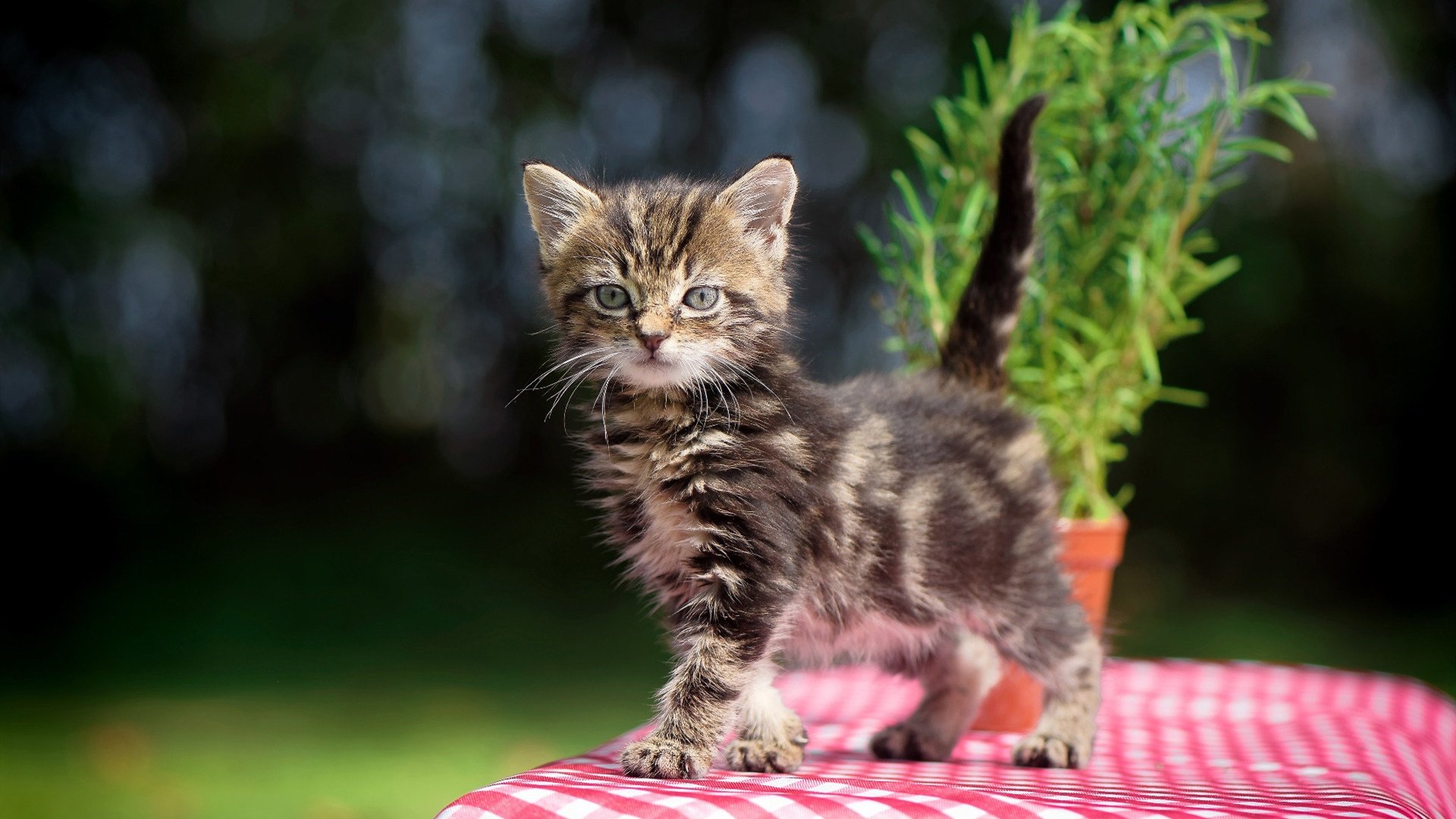 阿根廷连续得分压制加拿大,奥亚尔萨瓦尔荣膺关键先生