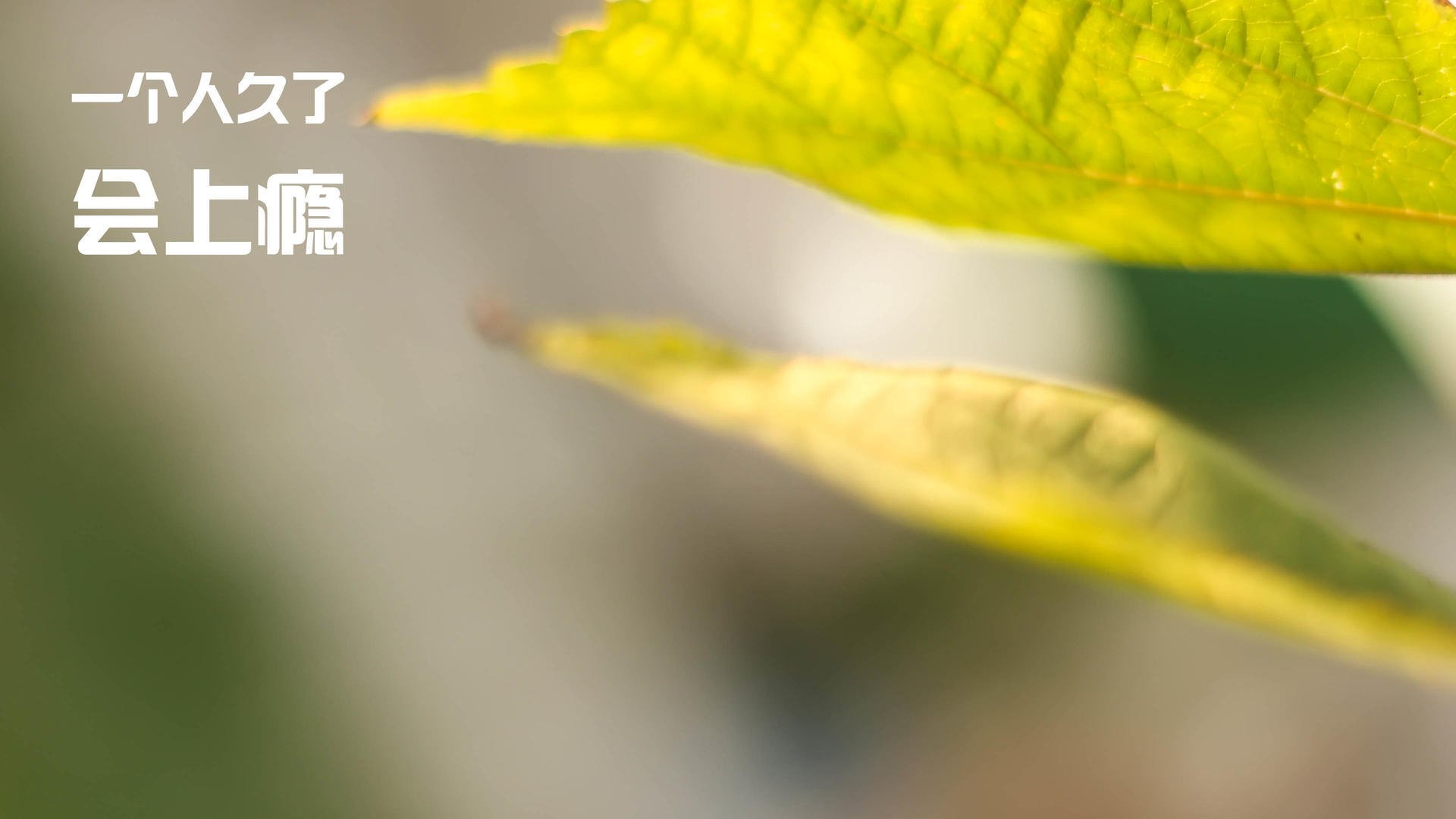 德甲争冠战之夜，伦纳德大场面先生，在压力熔炉中锻造的荣光