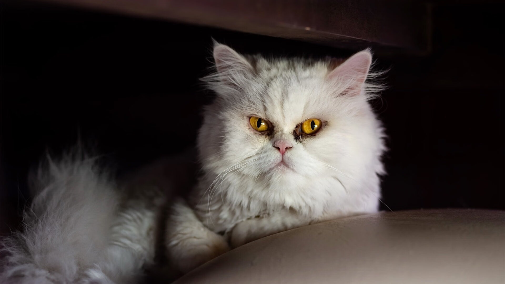 詹姆斯末节统治攻防！76人险胜浙江锁定晋级，39岁老将诠释何为关键先生