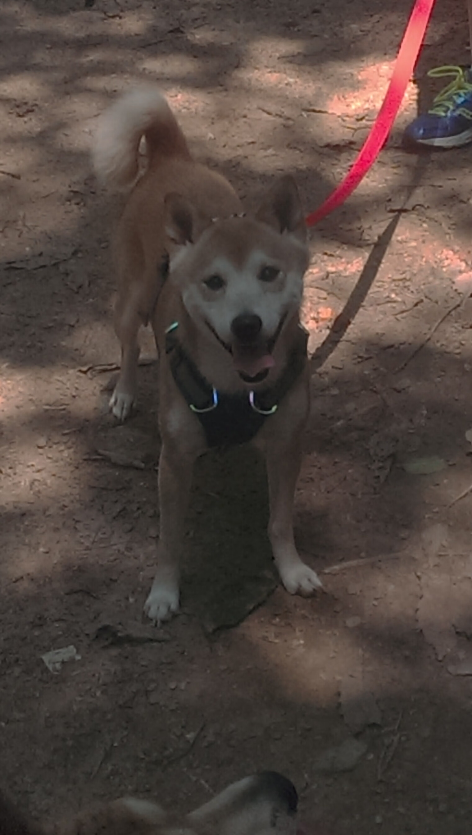 北欧寒流绝杀枪手,亚洲之光闪耀全场,孙兴慜最佳无争议