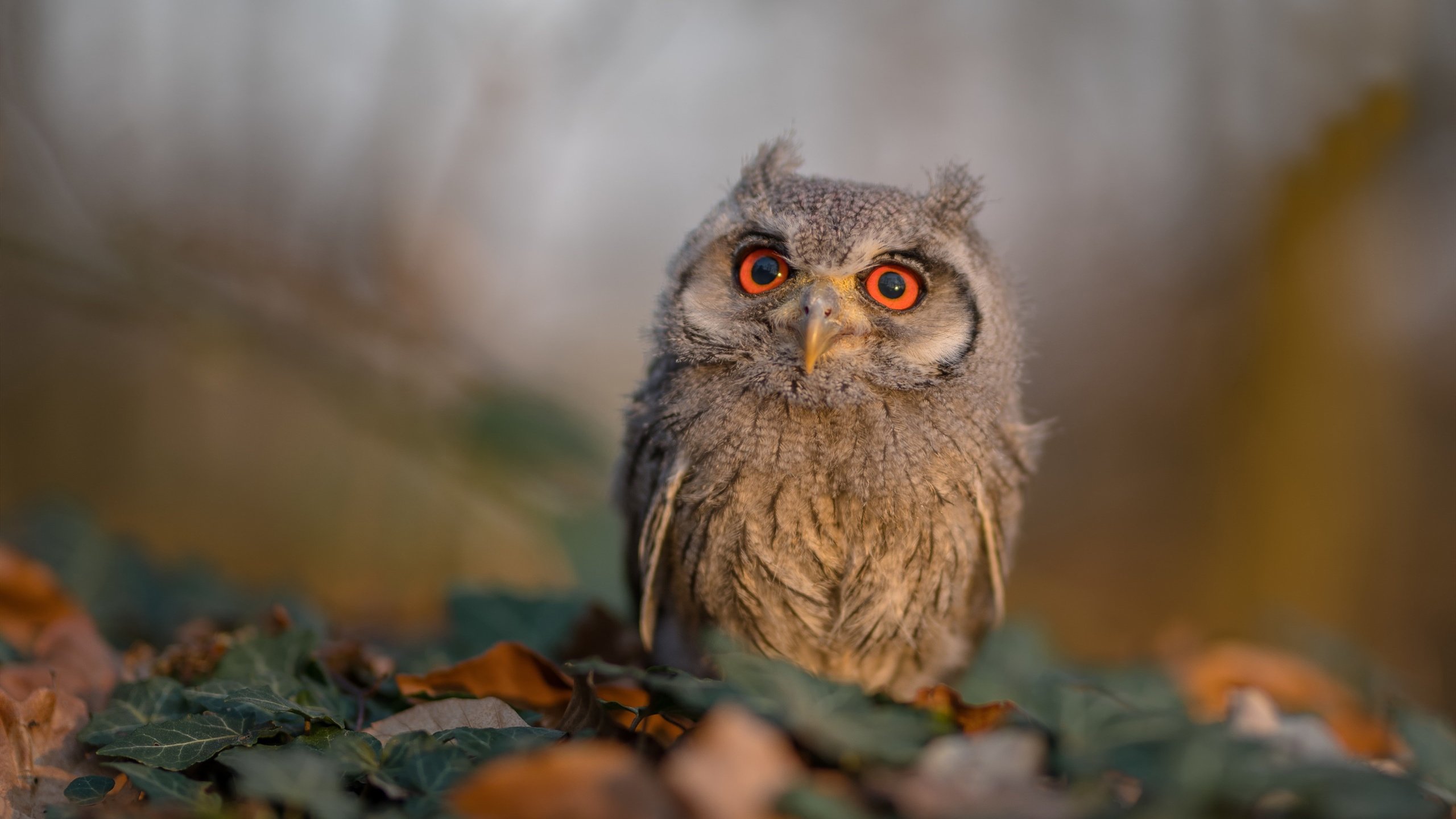 沉默绞索,东决关键战之夜,布伦森用防守改写命运