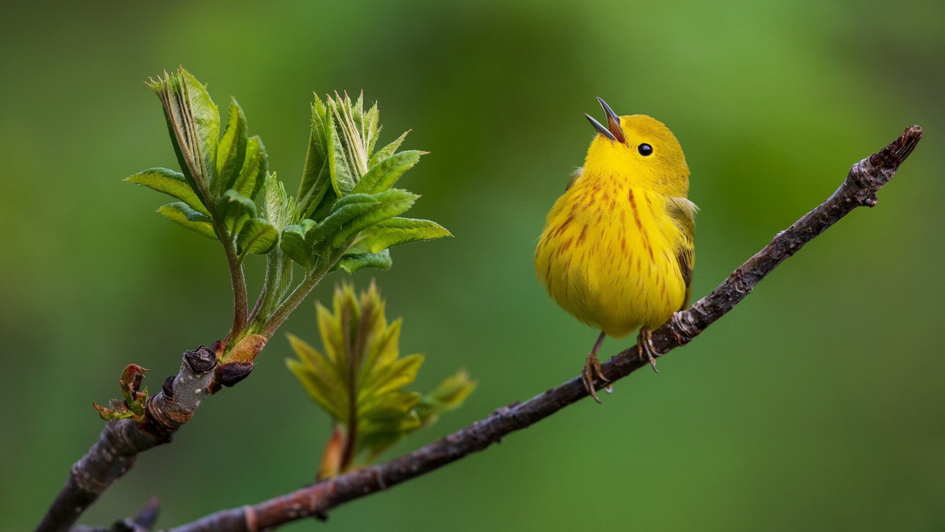 绿茵启示录,当团队洪流淹没个人神迹,巴萨铁蹄与久保孤星的命运分野