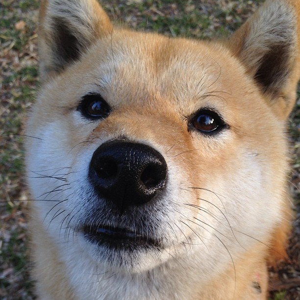 绿茵启示录,当团队洪流淹没个人神迹,巴萨铁蹄与久保孤星的命运分野
