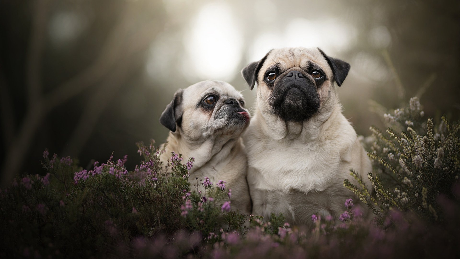 2026篮球世界杯焦点战，马刺队惊险拿下雷霆，新战术体系初显锋芒