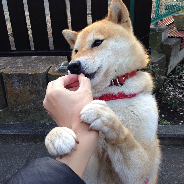 隔空交相辉映,当猛龙打穿爵士的夜晚,锡安在欧冠半决赛接管比赛