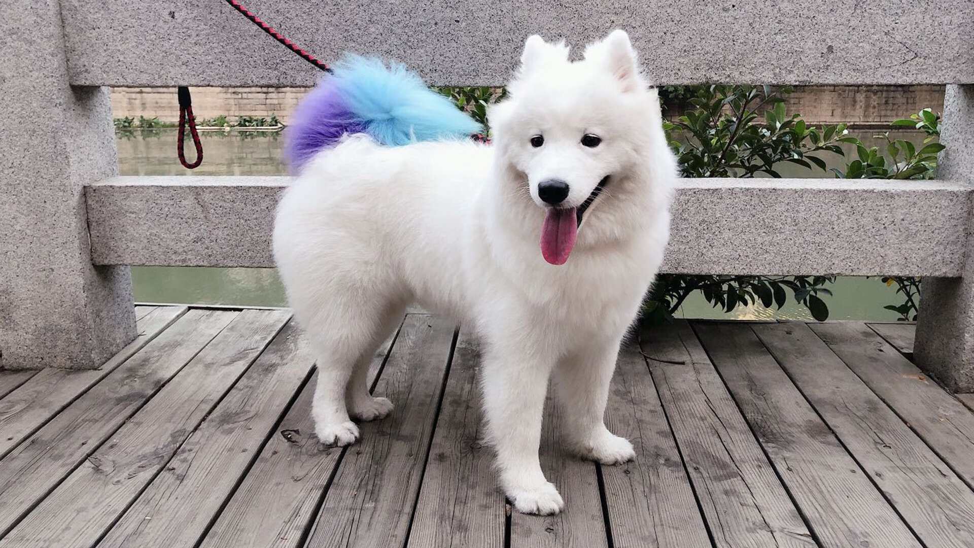 隔空交相辉映,当猛龙打穿爵士的夜晚,锡安在欧冠半决赛接管比赛