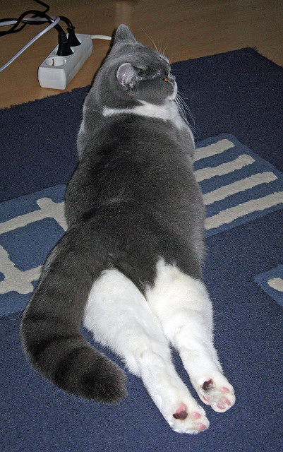 禁区守护神，欧冠淘汰赛之夜，阿劳霍全程高能输出