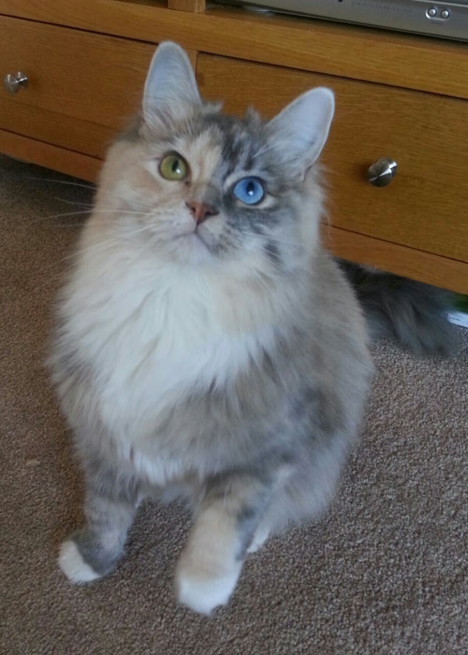 奥运周期焦点战，骑士强势终结新疆队，关键胜利引领征程