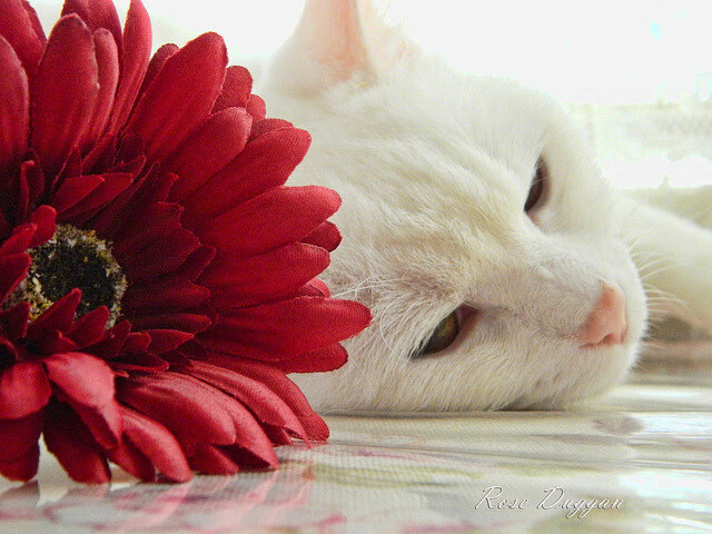 伊布之火，当足球巨人的灵魂在篮球场上点燃东决之战