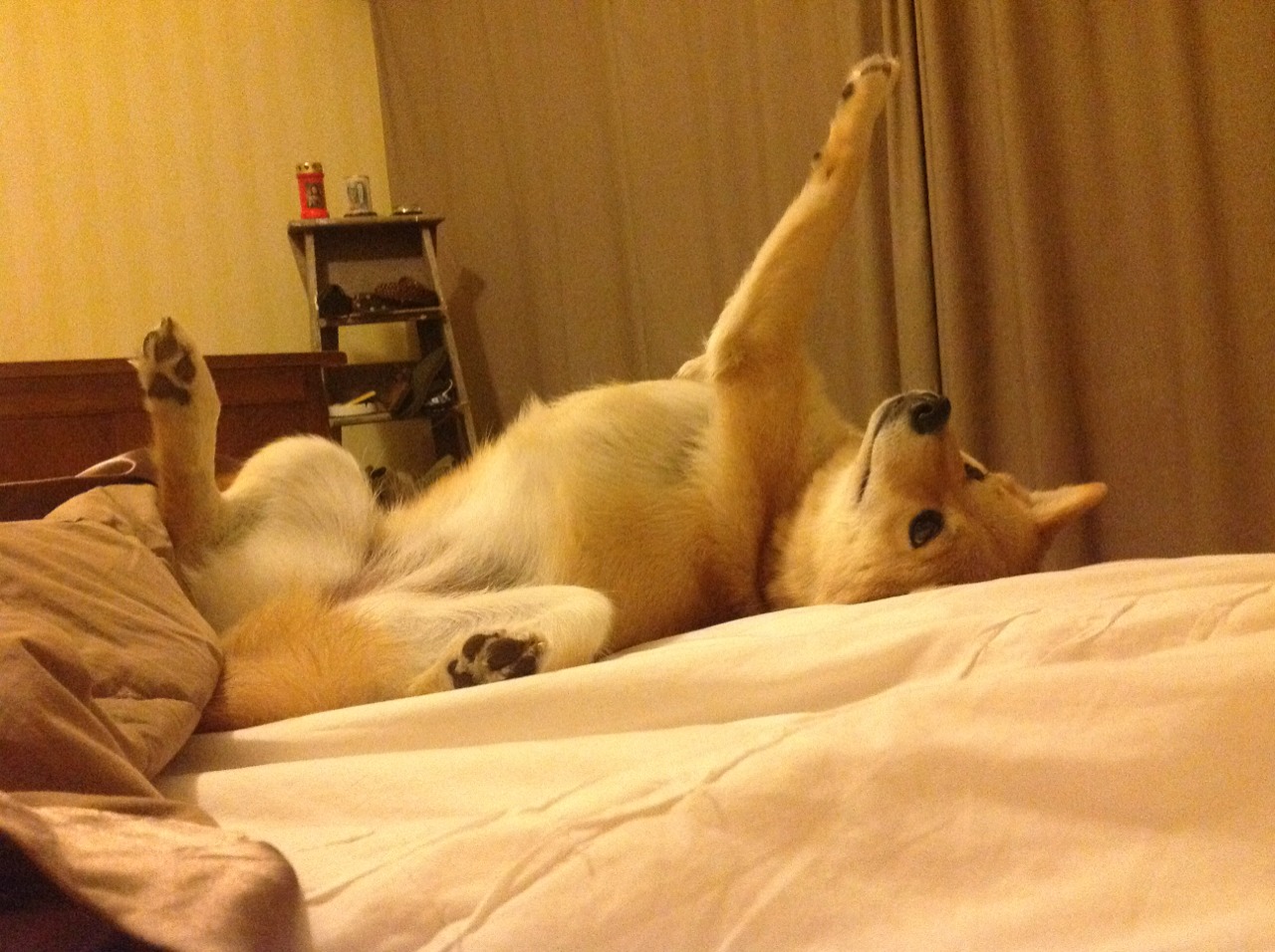 骑士捍卫主场,新星破茧,切特·霍姆格伦在重压下完成救赎之战