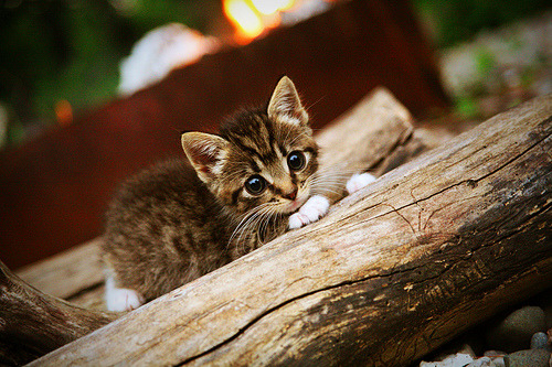 塔图姆的舞台魔法,当决胜时刻变成个人秀场,山西队徒留叹息