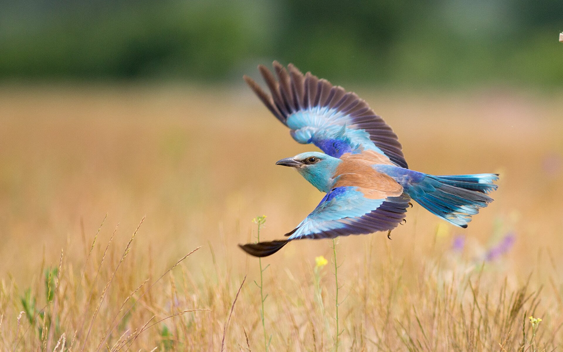哈兰德蓝白加身，归化浪潮下，一位北欧巨人如何成为巴拉圭的新图腾