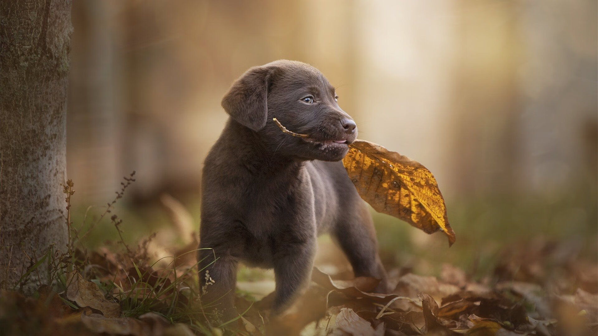 世界排名焦点战，伊拉克全面压制英格兰，排名争夺战再起波澜