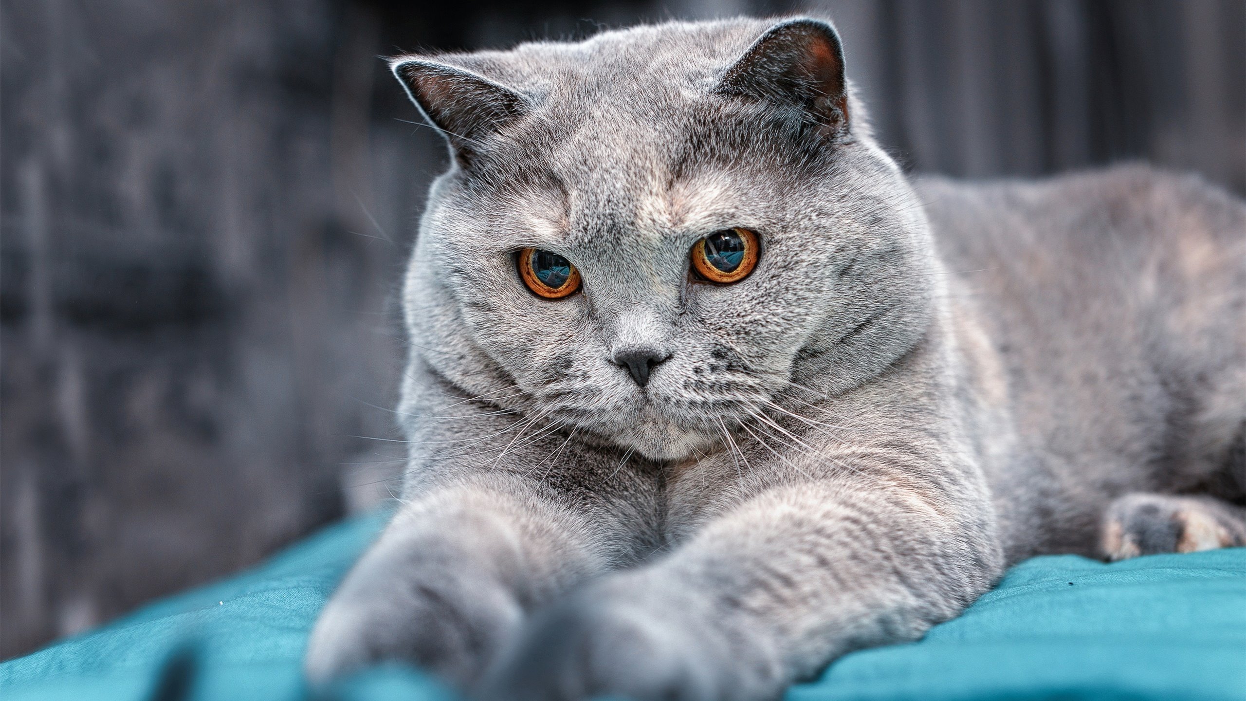 硬仗之王，从NBA季后赛到卡马文加的决胜之心