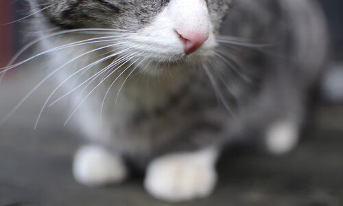 浓眉关键一柱擎天,尼克斯攻克雷霆主场