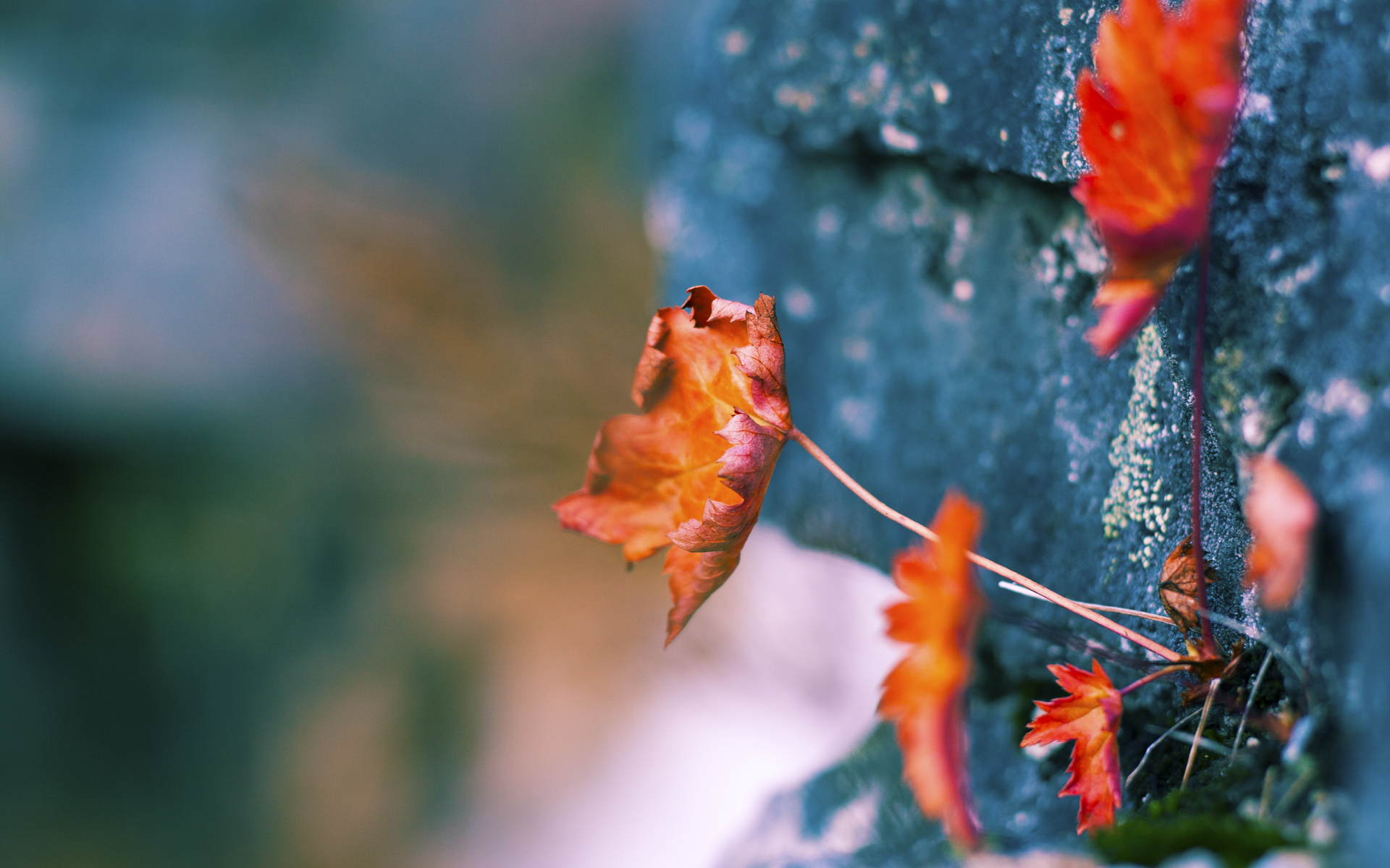 冰与火的对决，孔德铸就钢铁屏障，三狮军团防线上的沉默艺术家