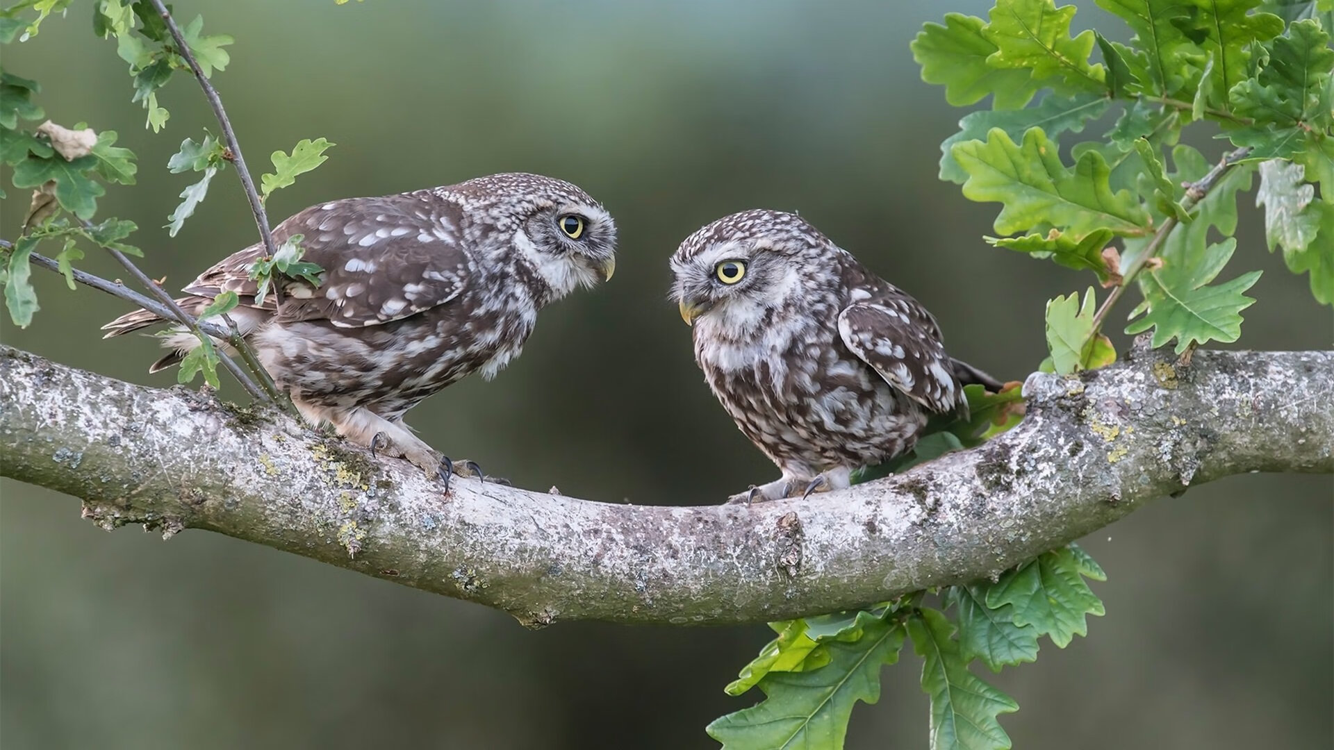 跨洲战术博弈，尼克斯的精密齿轮如何碾过深圳队的青春风暴