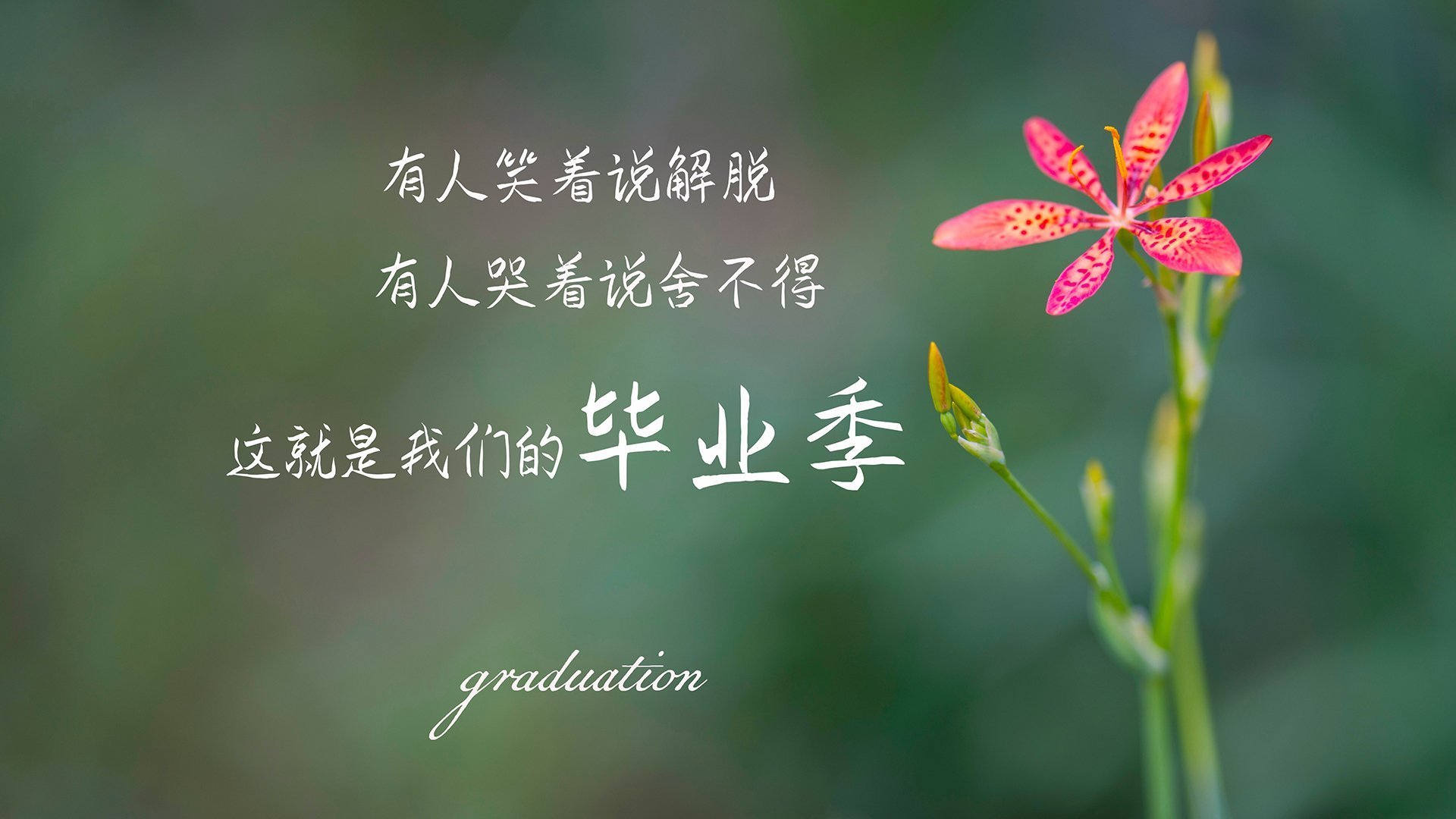 戈贝尔统治性防守打碎国王幻想，魔术铁血团队强势锁定胜局