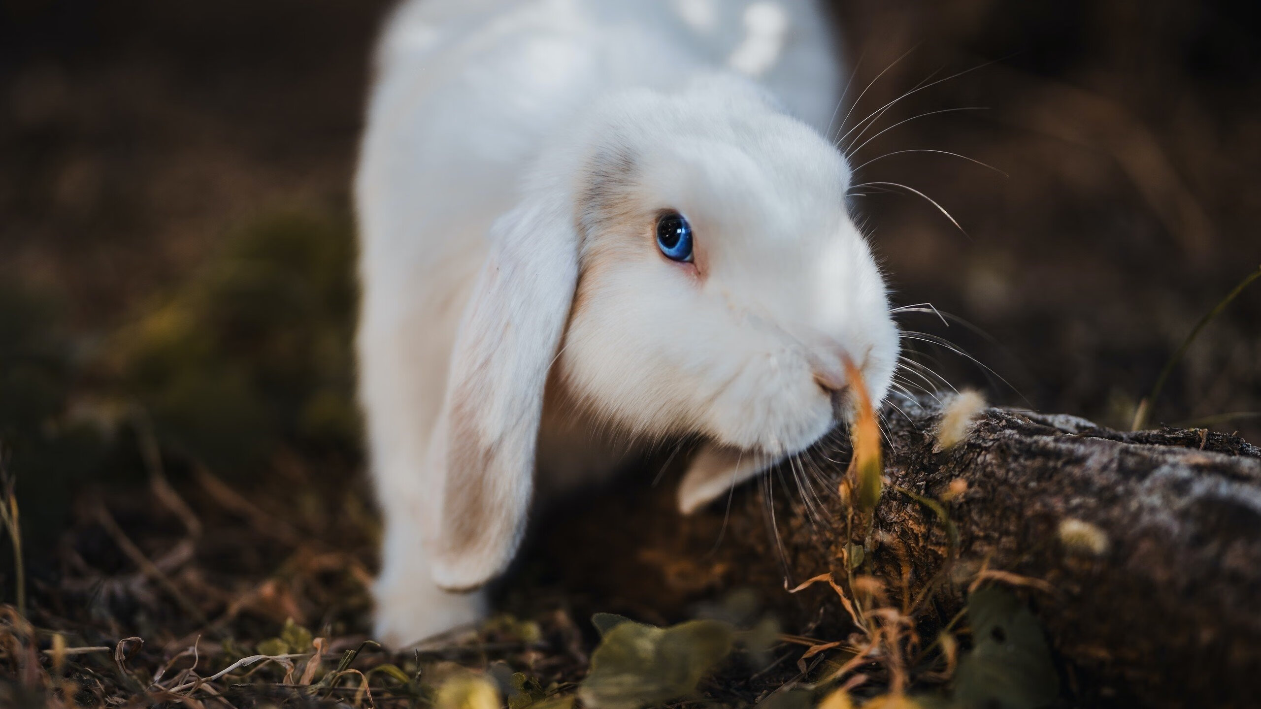 年度焦点之战，福克斯率公牛客场压制湖人，接管比赛书写传奇