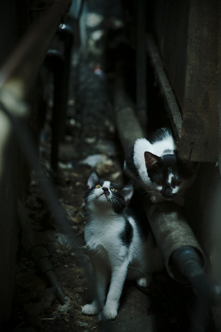 莫兰特孤星闪耀难救主，勇士强势晋级静候奇才