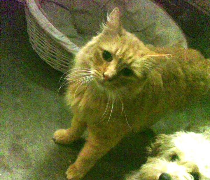 2026世界杯焦点战，当骑士精神横扫奇才，绿茵场上的篮球启示录