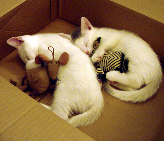 绝境狂澜，恩佐关键节点连击，秘鲁淘汰赛力斩卡塔尔