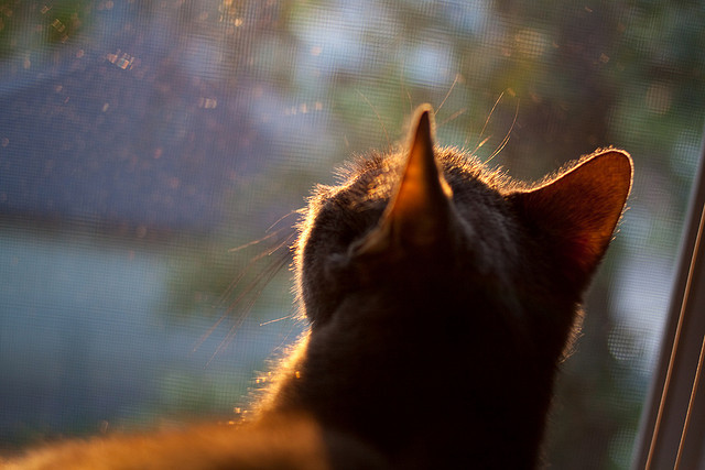 厄德高独中两元难救主，AC米兰客场逆转斩落奥地利劲旅